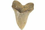 Fossil Megalodon Tooth - North Carolina #200236-2